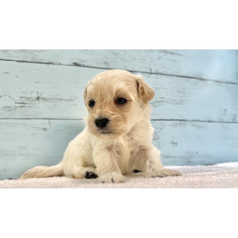 販売中の千葉県のマルプー:マルチーズ×トイプードル-432338の5枚目