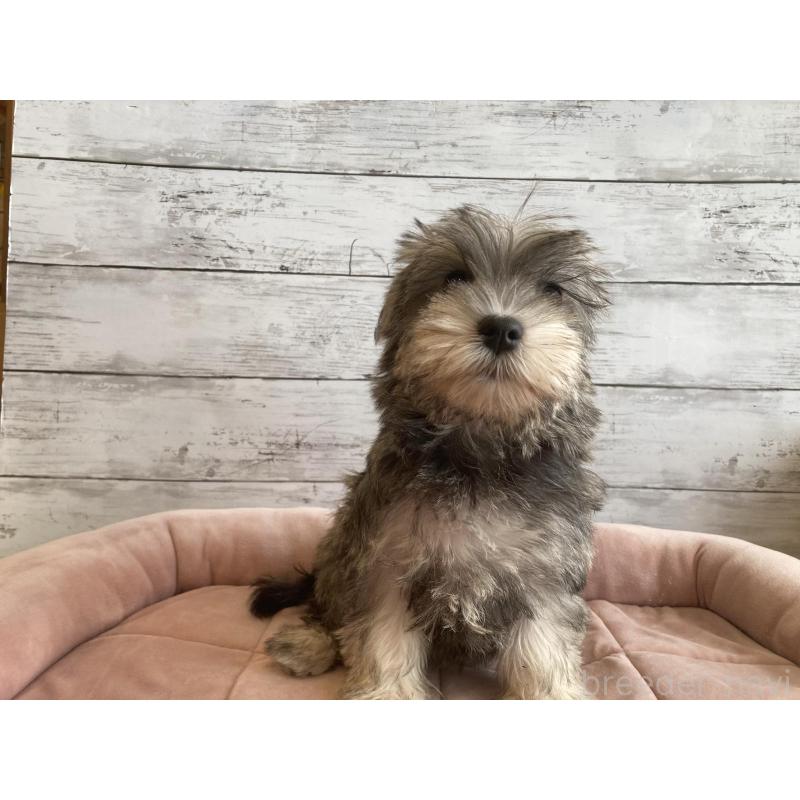 販売中の北海道のマルシュナ:マルチーズ×ミニチュアシュナウザー-423503の5枚目