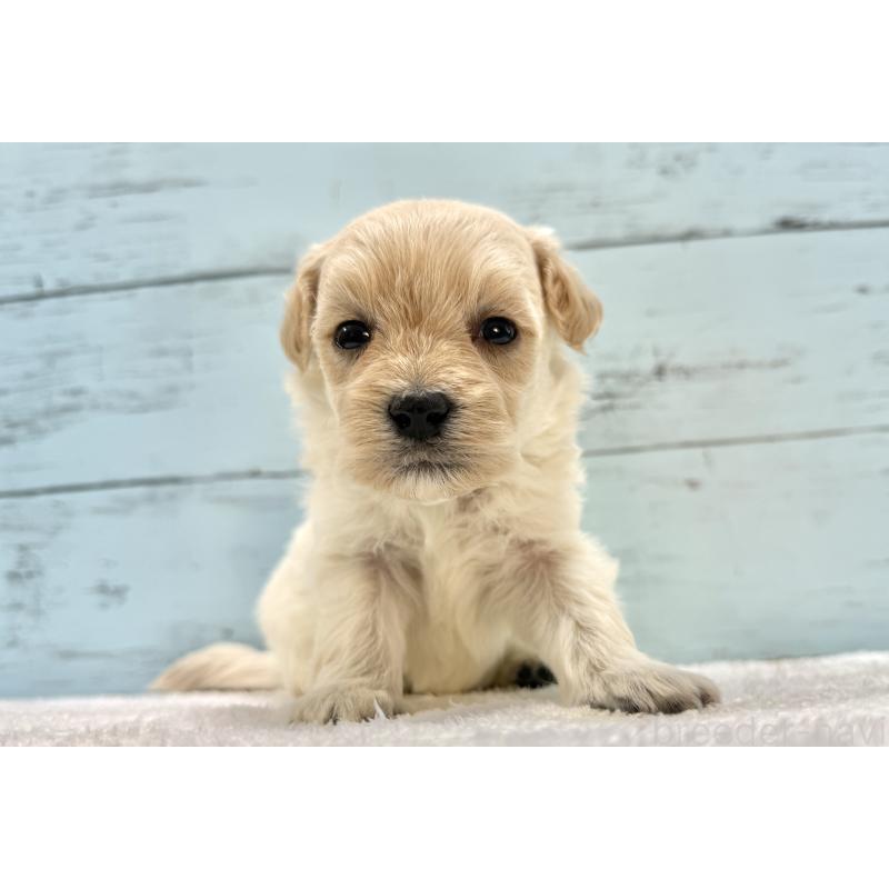 販売中の千葉県のマルプー:マルチーズ×トイプードル-432338の3枚目