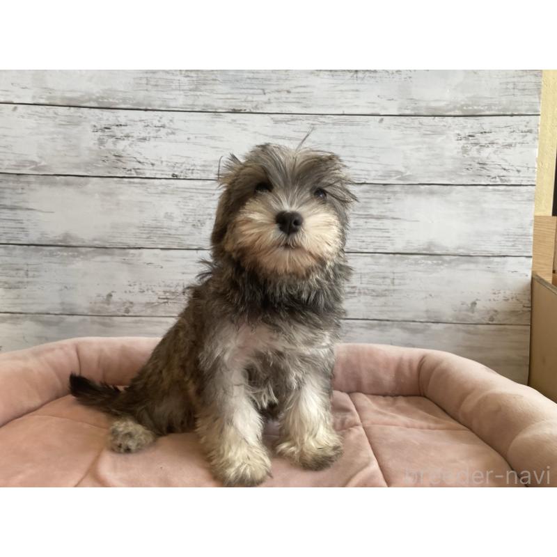 販売中の北海道のマルシュナ:マルチーズ×ミニチュアシュナウザー-423503の4枚目
