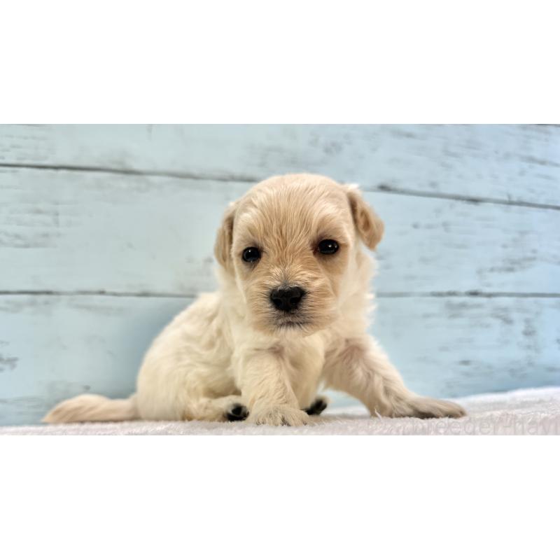 販売中の千葉県のマルプー:マルチーズ×トイプードル-432338の2枚目