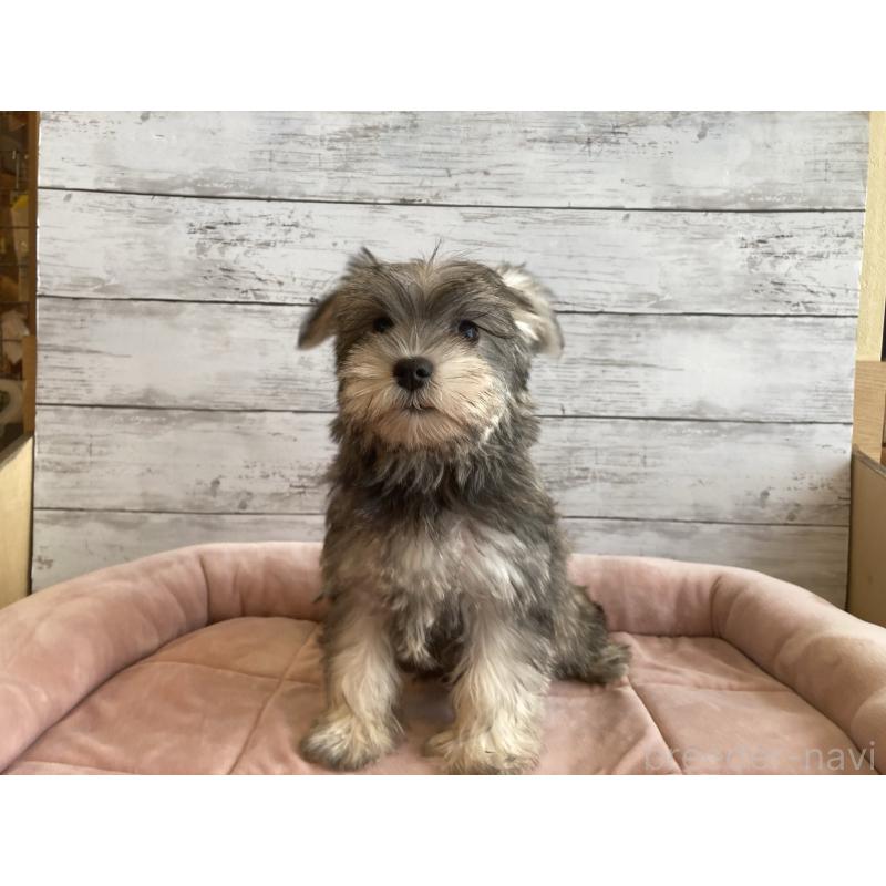 販売中の北海道のマルシュナ:マルチーズ×ミニチュアシュナウザー-423503の3枚目