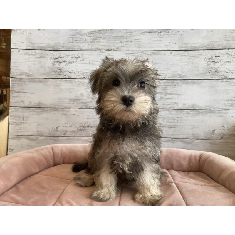 販売中の北海道のマルシュナ:マルチーズ×ミニチュアシュナウザー-423503の2枚目