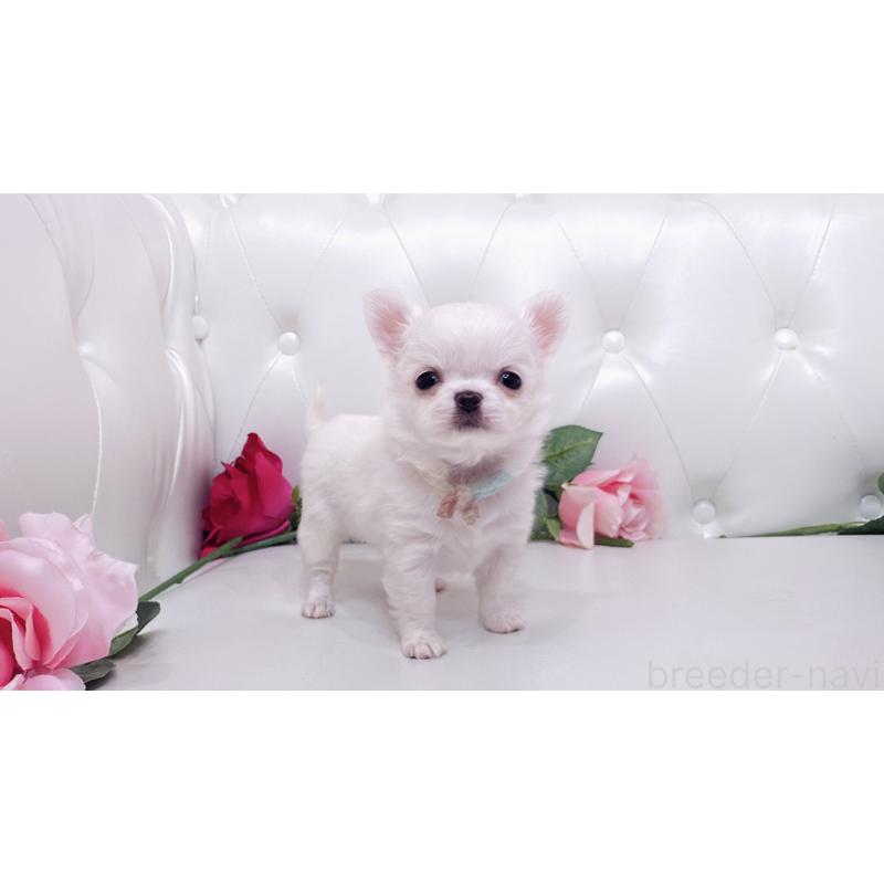 販売中の埼玉県のチワワ(ロングコート)-430710