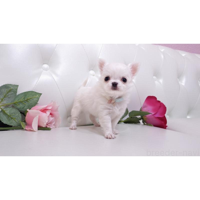 販売中の埼玉県のチワワ(ロングコート)-430710の28枚目