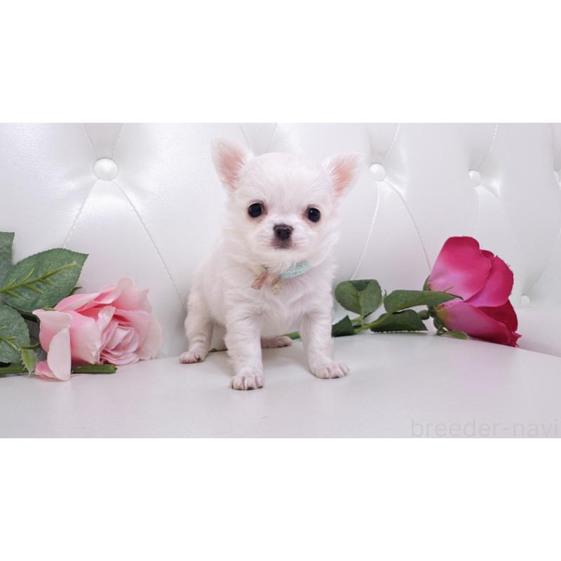 販売中の埼玉県のチワワ(ロングコート)-430710の27枚目