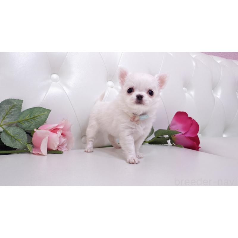 販売中の埼玉県のチワワ(ロングコート)-430710の26枚目