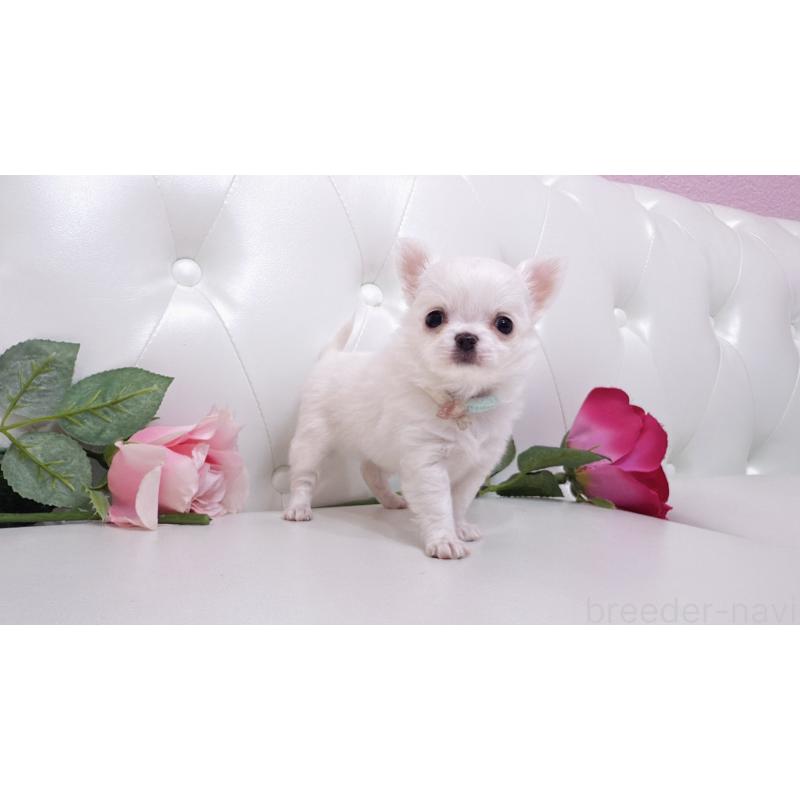 販売中の埼玉県のチワワ(ロングコート)-430710の24枚目