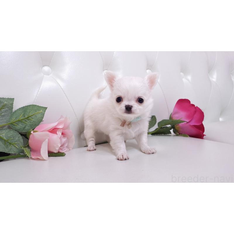 販売中の埼玉県のチワワ(ロングコート)-430710の23枚目