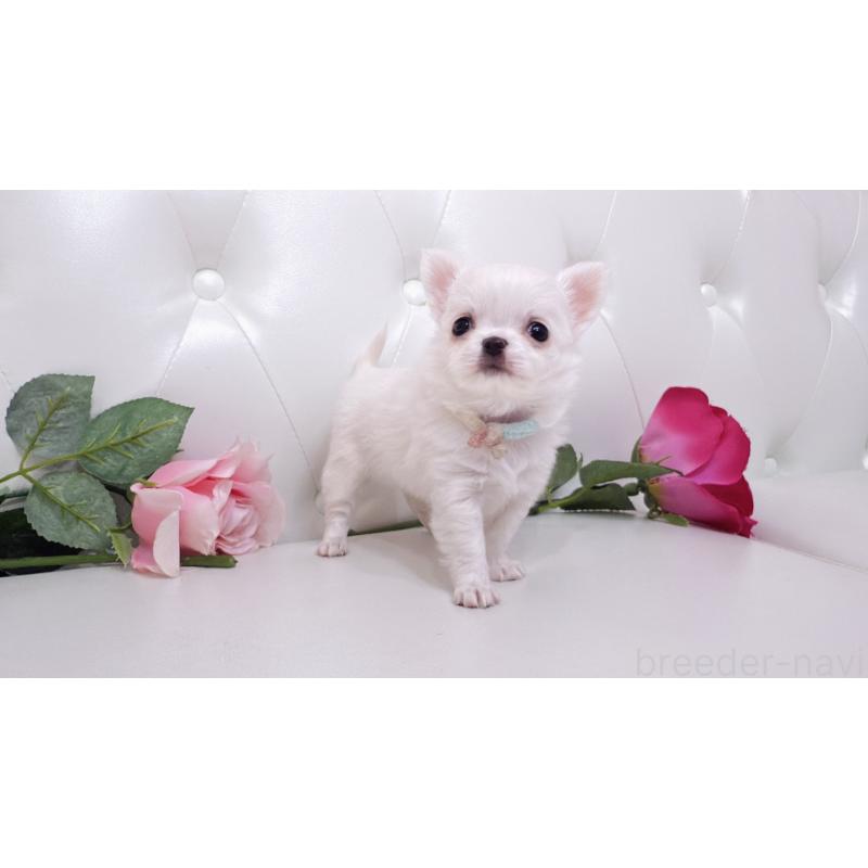 販売中の埼玉県のチワワ(ロングコート)-430710の21枚目