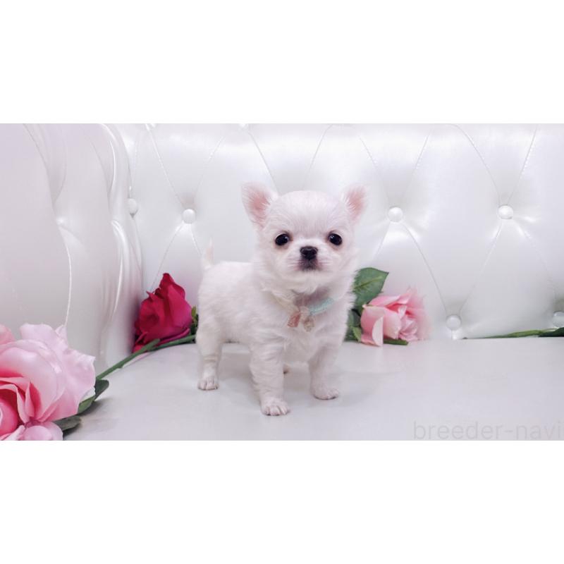 販売中の埼玉県のチワワ(ロングコート)-430710の20枚目