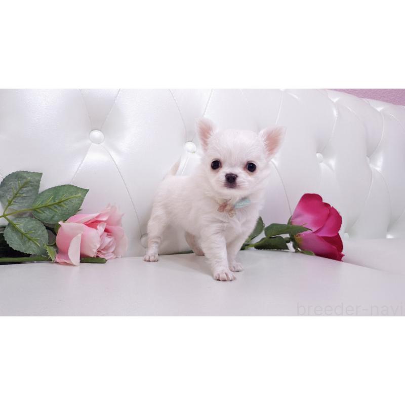 販売中の埼玉県のチワワ(ロングコート)-430710の19枚目