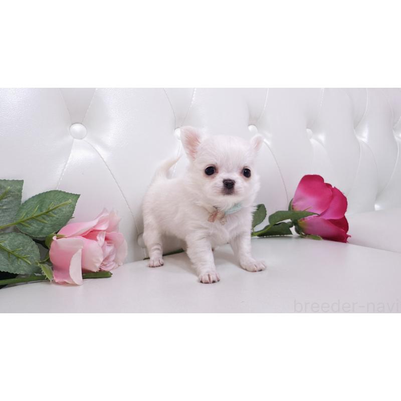 販売中の埼玉県のチワワ(ロングコート)-430710の17枚目