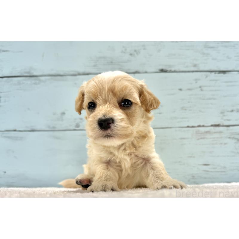 販売中の千葉県のマルプー:マルチーズ×トイプードル-432339の12枚目