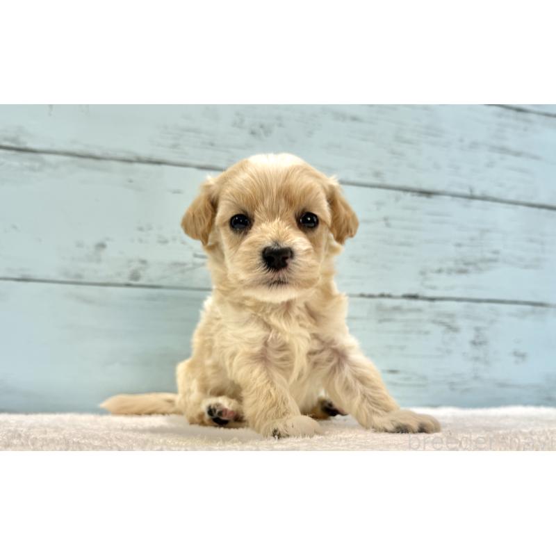 販売中の千葉県のマルプー:マルチーズ×トイプードル-432339の11枚目