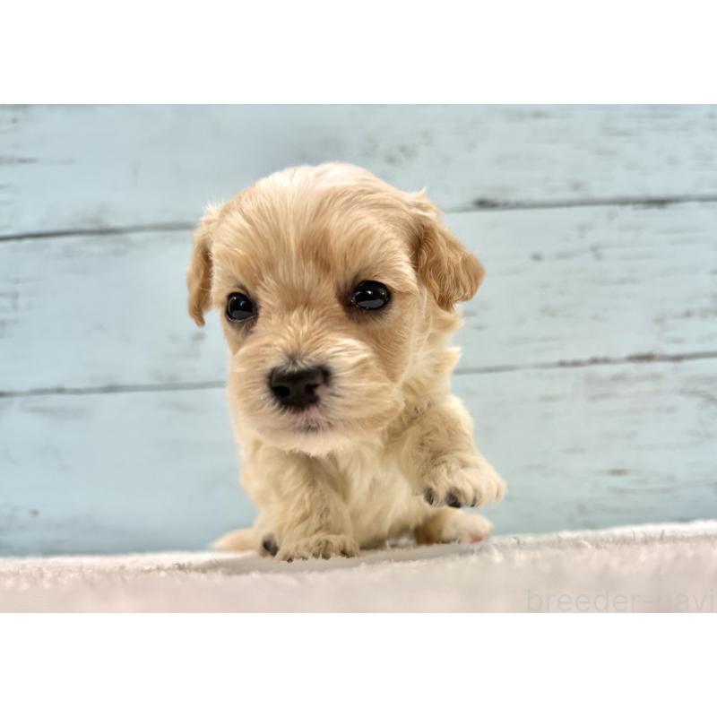 販売中の千葉県のマルプー:マルチーズ×トイプードル-432339の10枚目