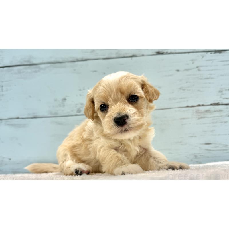 販売中の千葉県のマルプー:マルチーズ×トイプードル-432339の9枚目