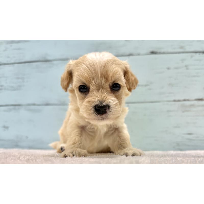 販売中の千葉県のマルプー:マルチーズ×トイプードル-432339の8枚目