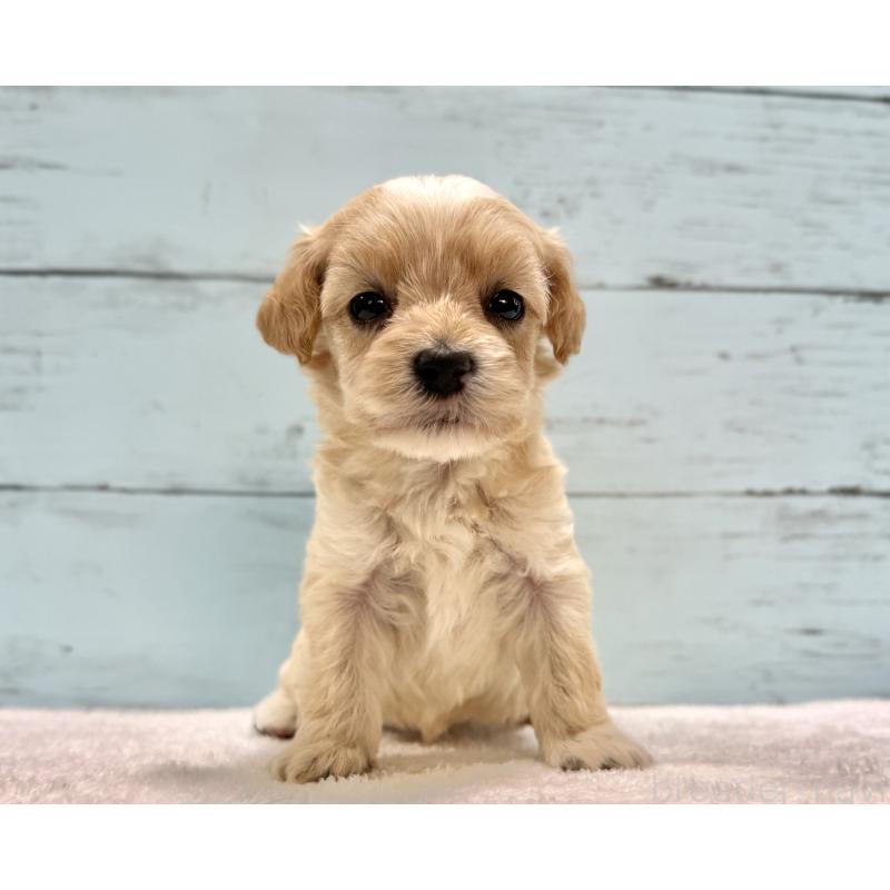 販売中の千葉県のマルプー:マルチーズ×トイプードル-432339の7枚目