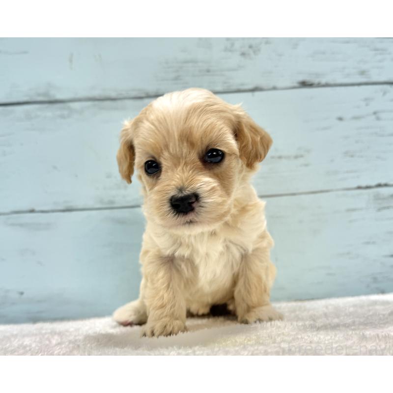 販売中の千葉県のマルプー:マルチーズ×トイプードル-432339の6枚目