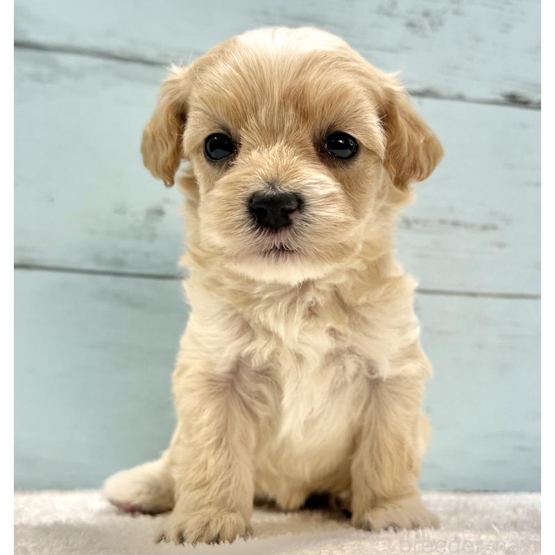 販売中の千葉県のマルプー:マルチーズ×トイプードル-432339の5枚目