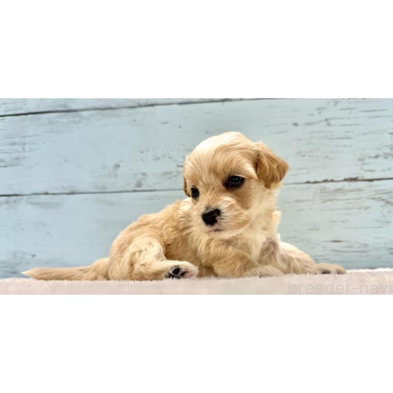 販売中の千葉県のマルプー:マルチーズ×トイプードル-432339の4枚目