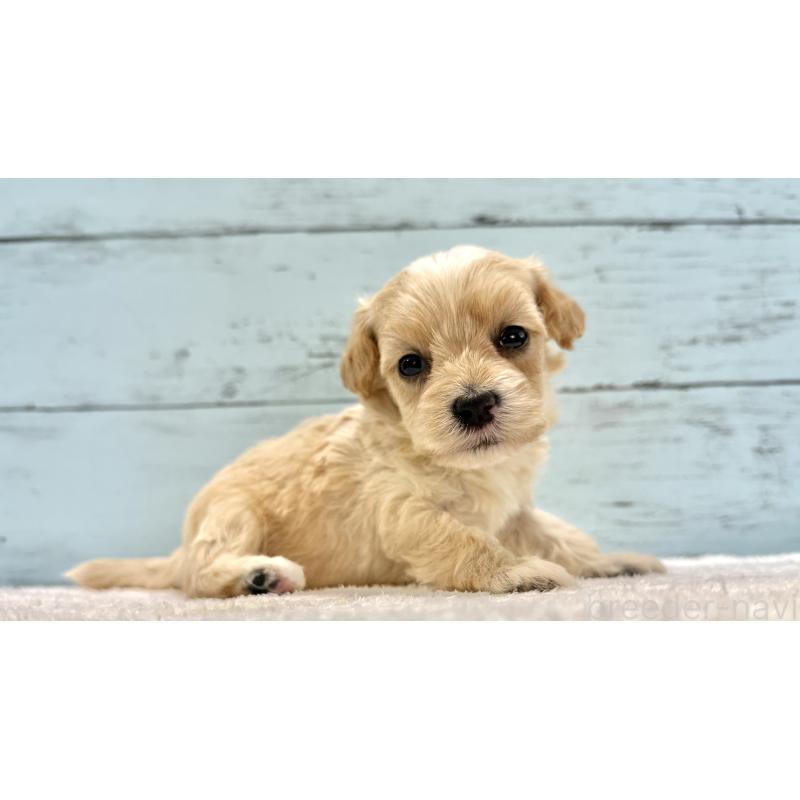 販売中の千葉県のマルプー:マルチーズ×トイプードル-432339の2枚目