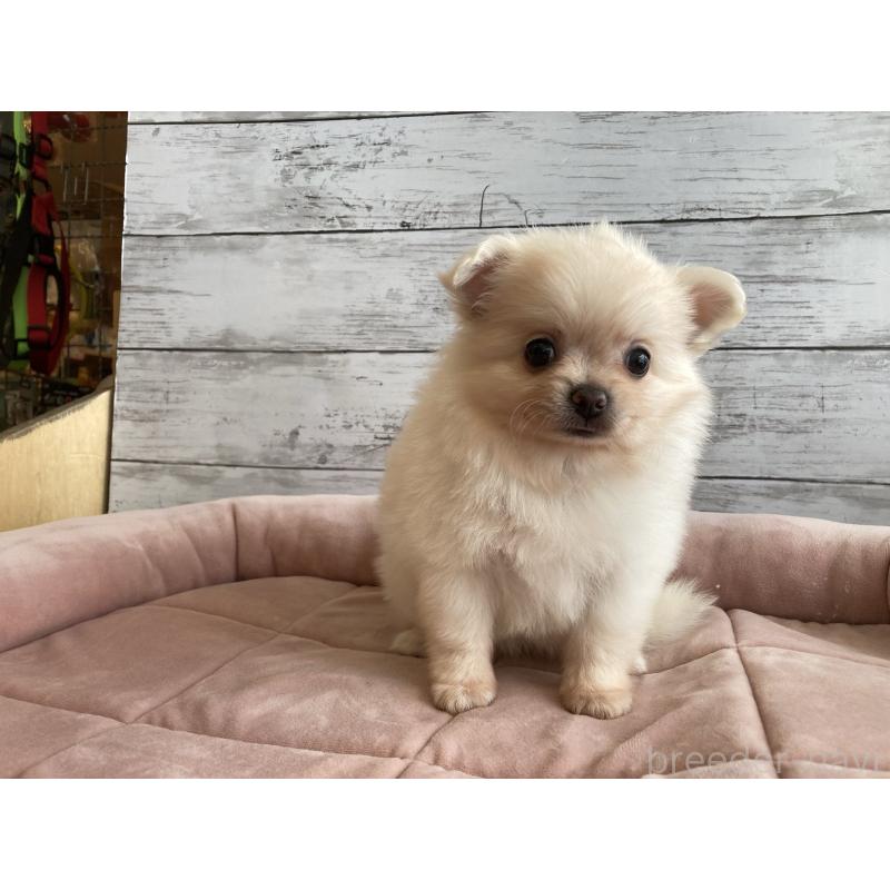 成約済の北海道のポメチワ:ポメラニアン×チワワ-430780の5枚目