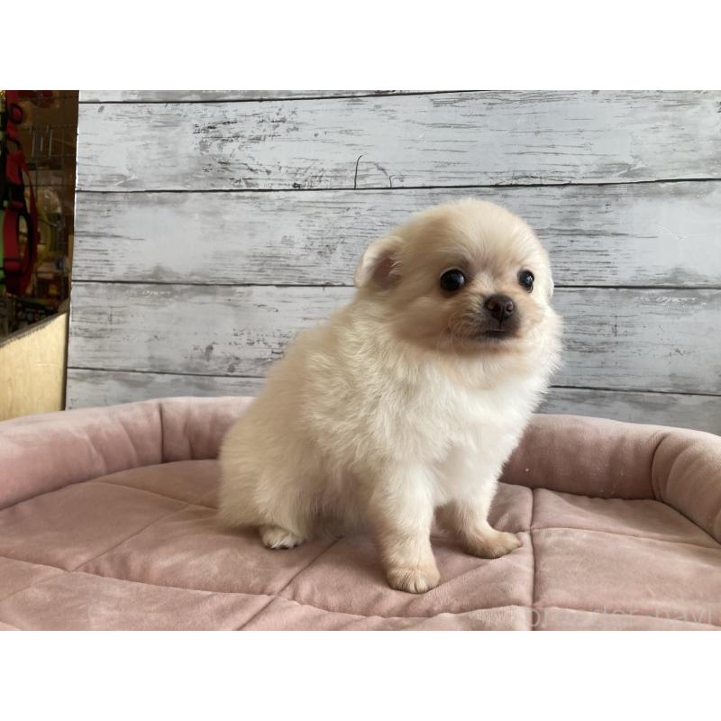 成約済の北海道のポメチワ:ポメラニアン×チワワ-430780の4枚目