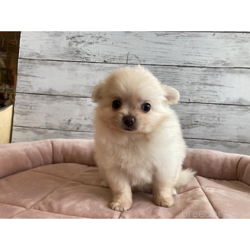 成約済の北海道のポメチワ:ポメラニアン×チワワ-430780の2枚目