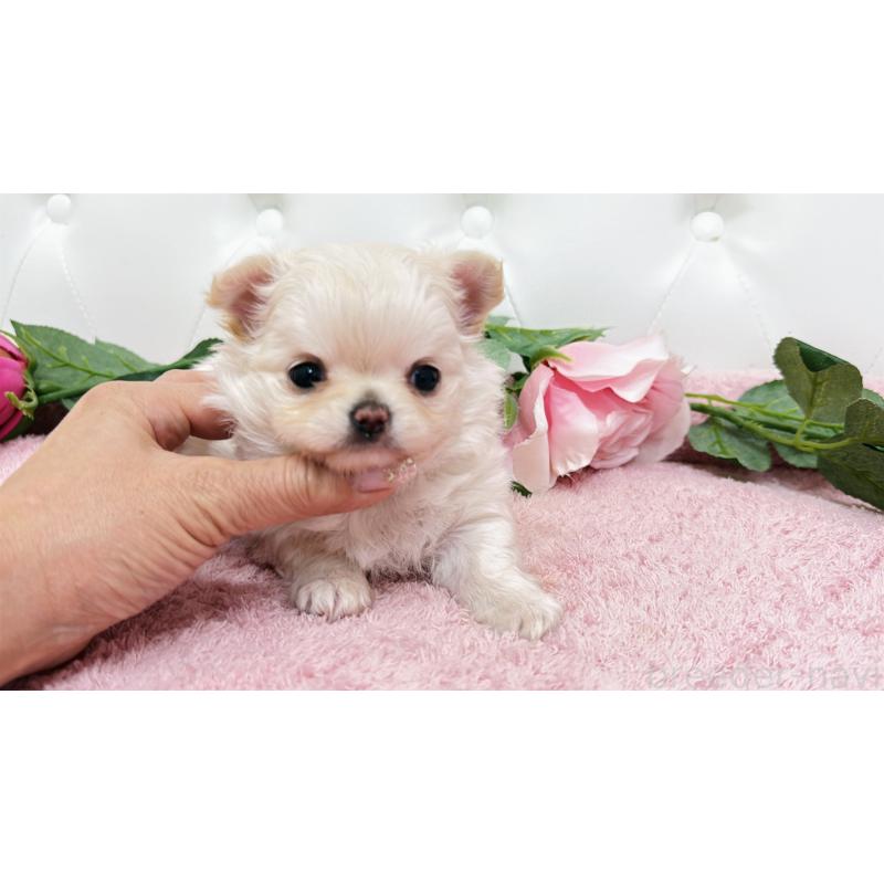 販売中の埼玉県のチワワ(ロングコート)-432340の1枚目