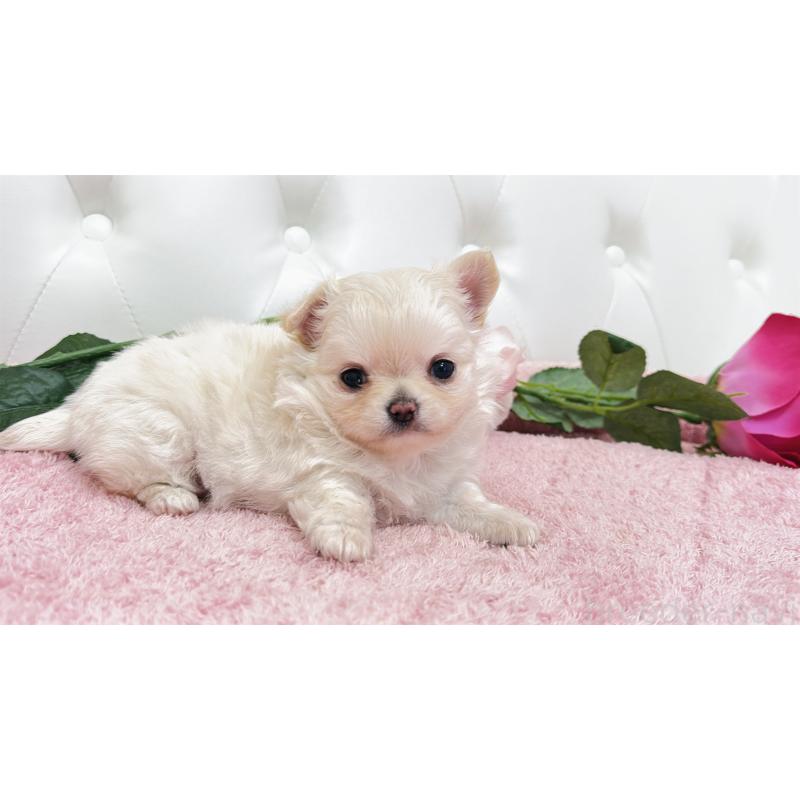 販売中の埼玉県のチワワ(ロングコート)-432340の20枚目