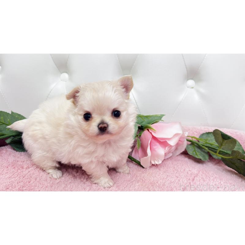 販売中の埼玉県のチワワ(ロングコート)-432340の19枚目