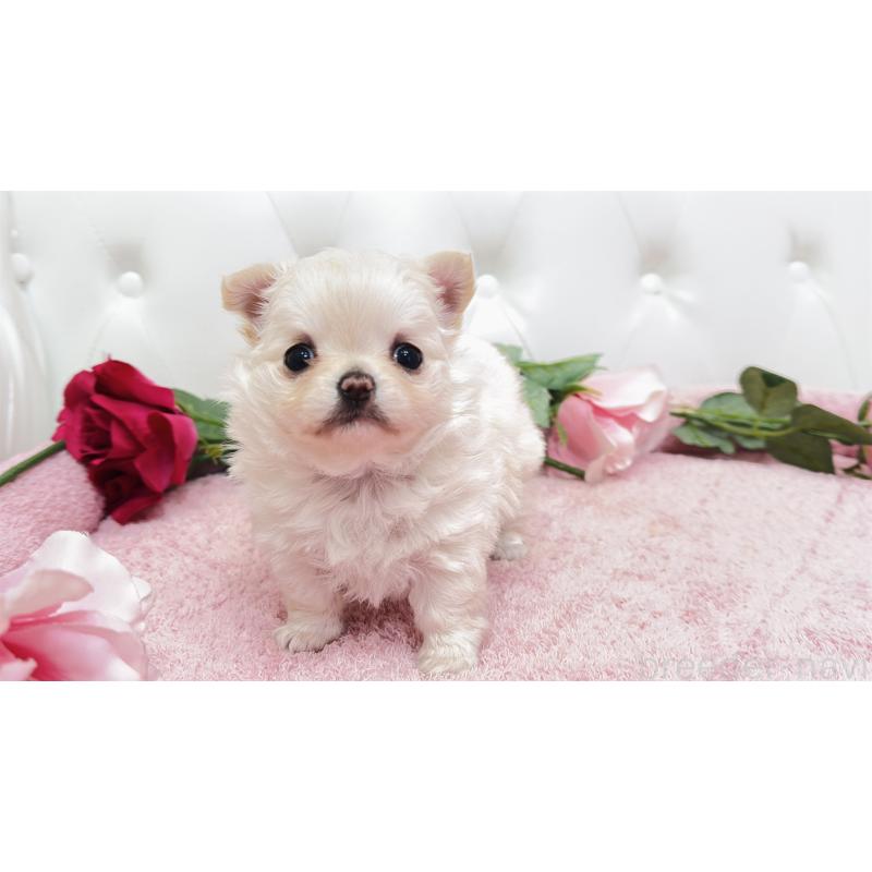 販売中の埼玉県のチワワ(ロングコート)-432340の18枚目