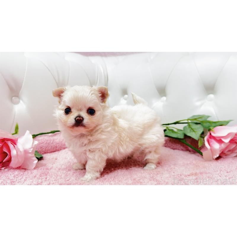 販売中の埼玉県のチワワ(ロングコート)-432340の17枚目