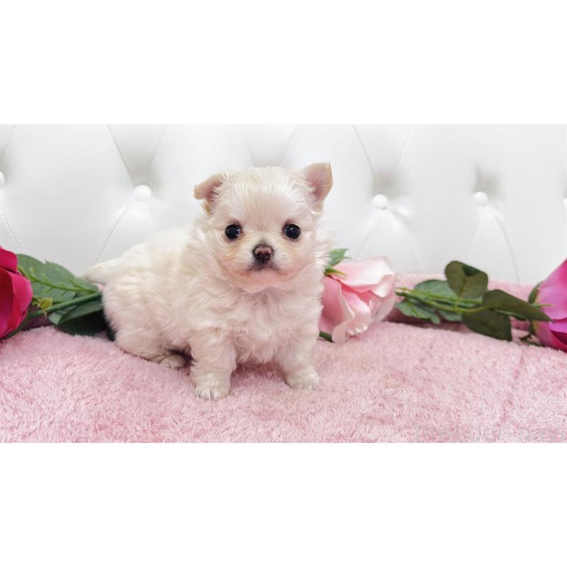 販売中の埼玉県のチワワ(ロングコート)-432340の16枚目