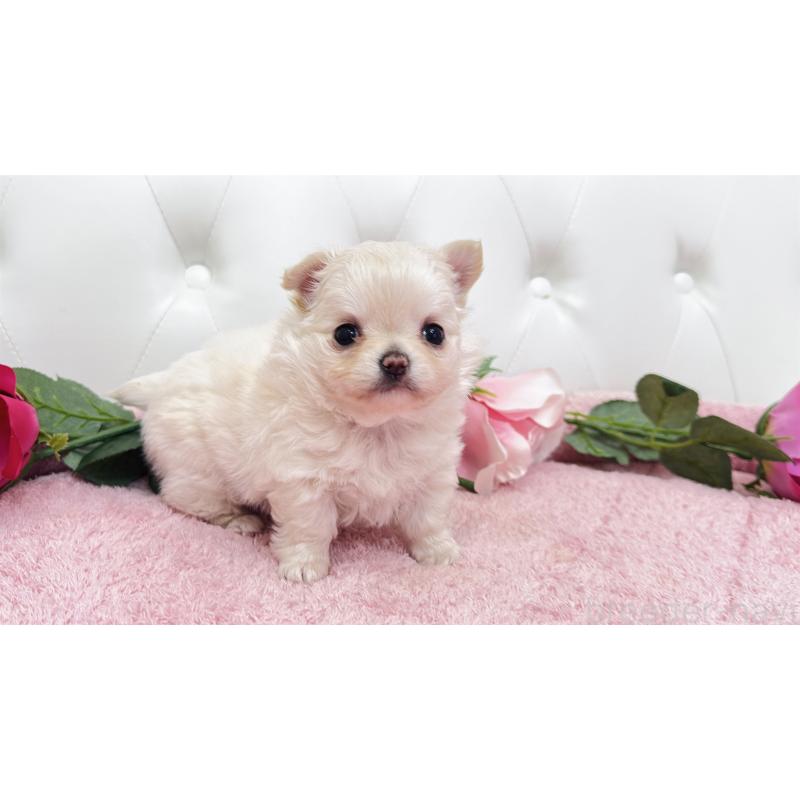 販売中の埼玉県のチワワ(ロングコート)-432340の15枚目