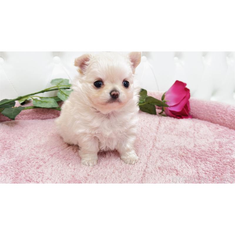 販売中の埼玉県のチワワ(ロングコート)-432340の14枚目