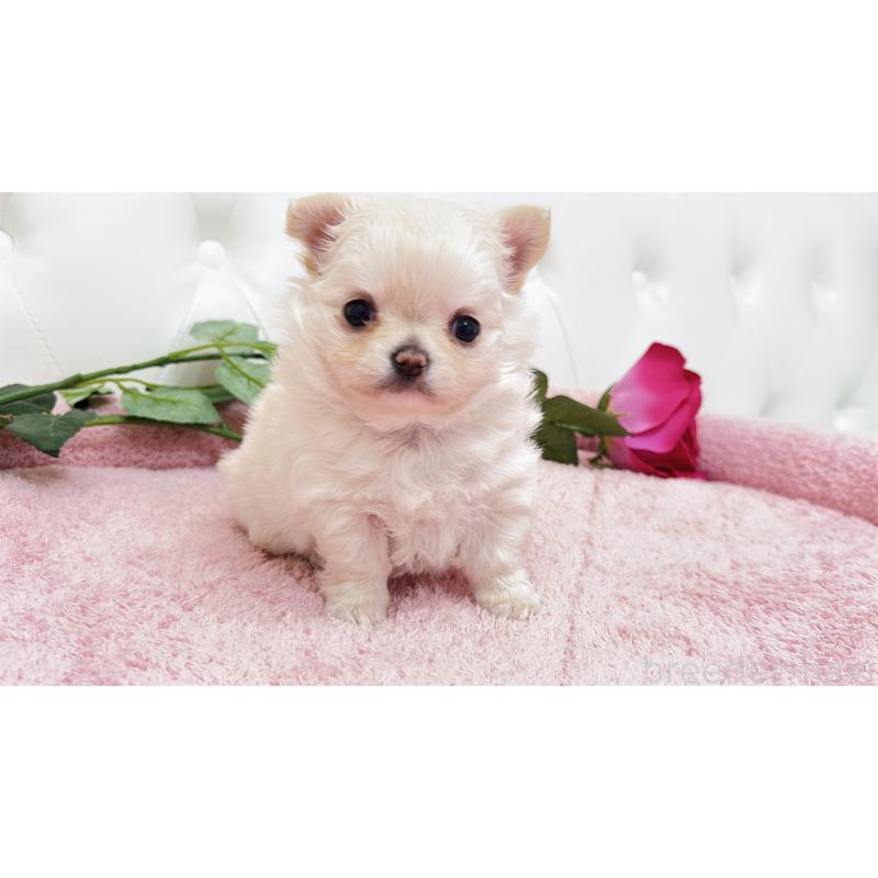 販売中の埼玉県のチワワ(ロングコート)-432340の13枚目