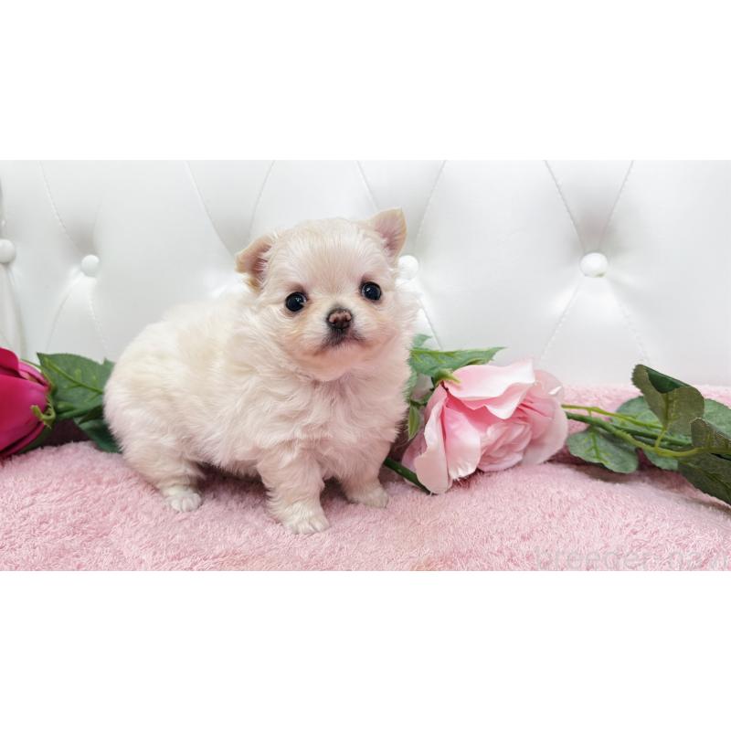 販売中の埼玉県のチワワ(ロングコート)-432340の12枚目