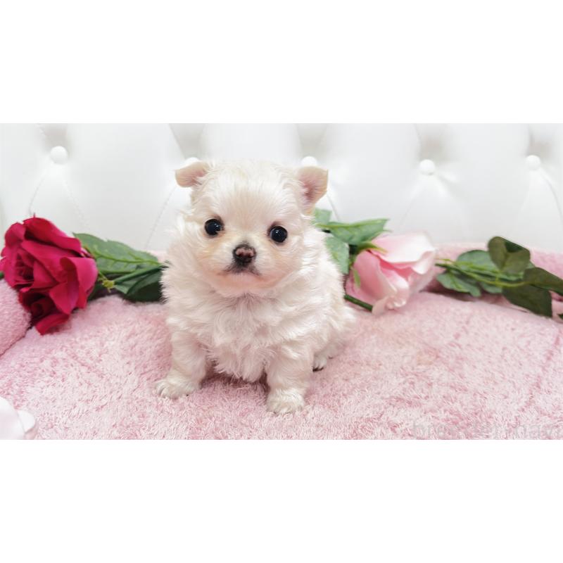 販売中の埼玉県のチワワ(ロングコート)-432340の11枚目