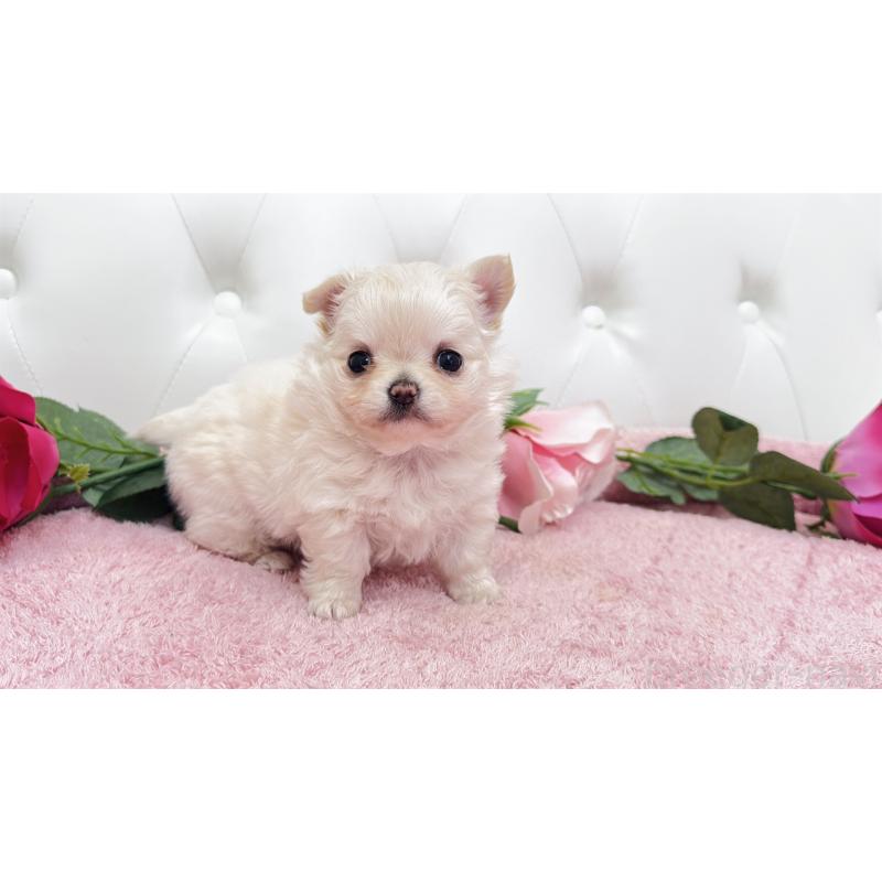 販売中の埼玉県のチワワ(ロングコート)-432340の10枚目