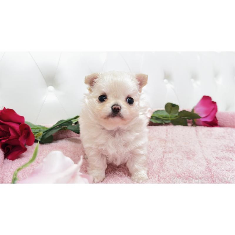 販売中の埼玉県のチワワ(ロングコート)-432340の9枚目