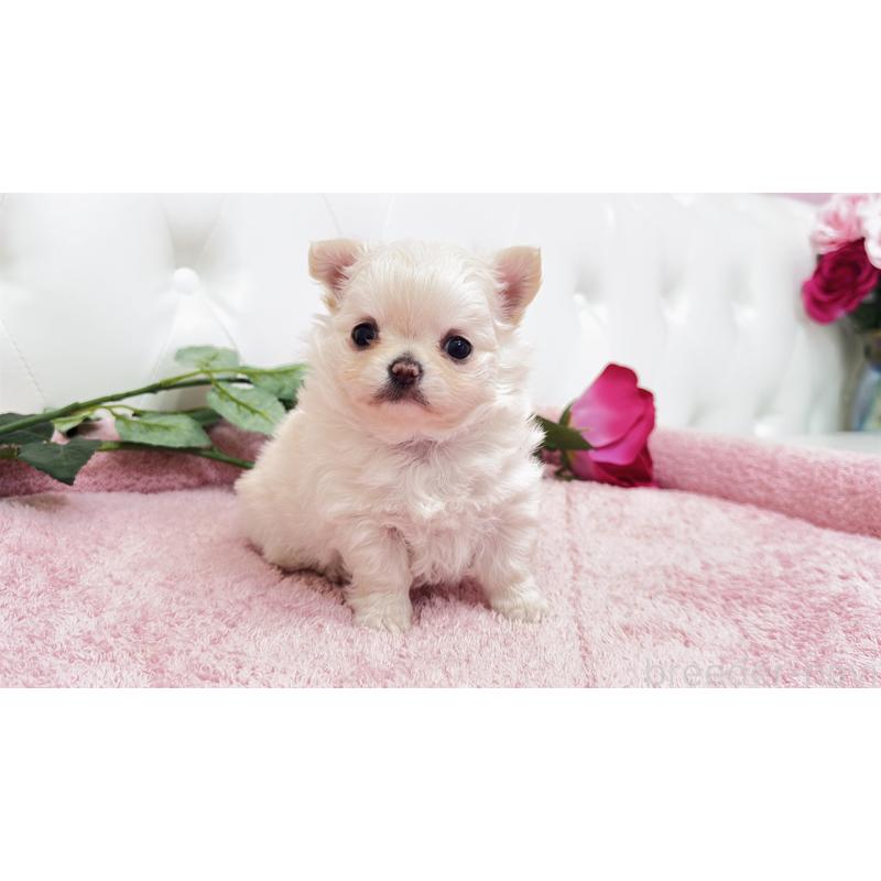 販売中の埼玉県のチワワ(ロングコート)-432340の8枚目