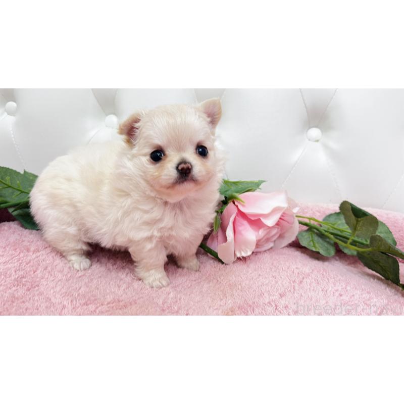 販売中の埼玉県のチワワ(ロングコート)-432340の7枚目