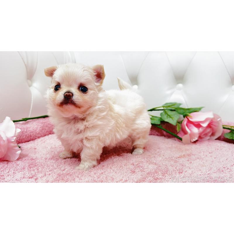 販売中の埼玉県のチワワ(ロングコート)-432340の6枚目