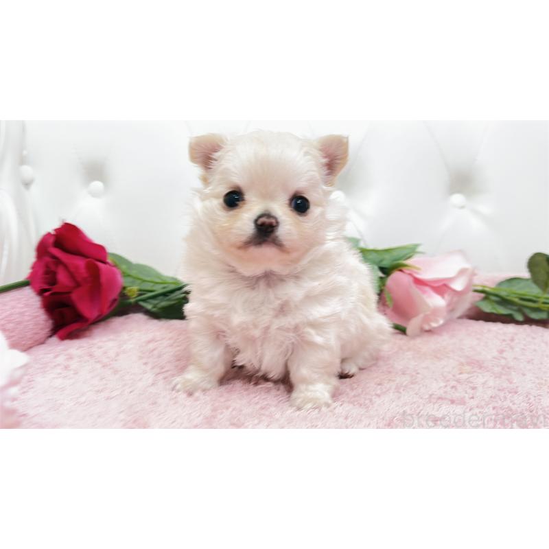 販売中の埼玉県のチワワ(ロングコート)-432340の5枚目