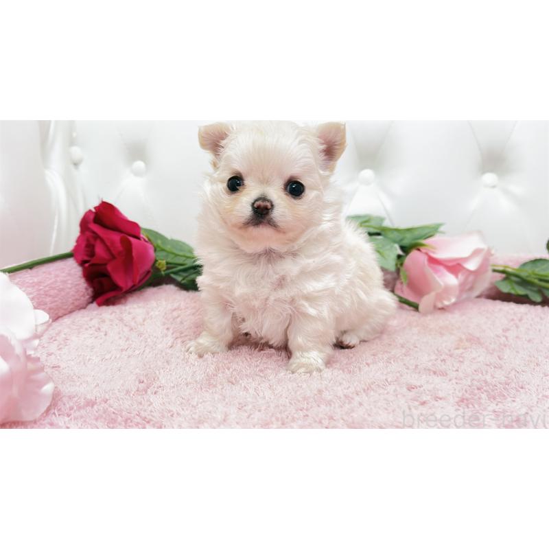 販売中の埼玉県のチワワ(ロングコート)-432340の4枚目