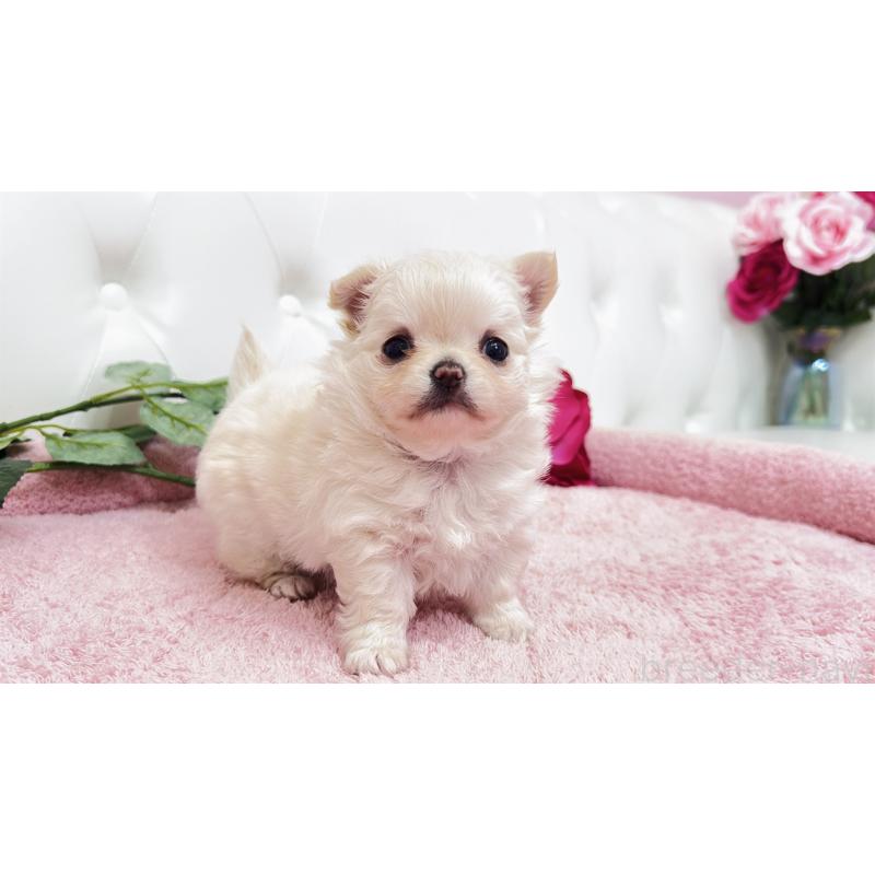 販売中の埼玉県のチワワ(ロングコート)-432340の3枚目