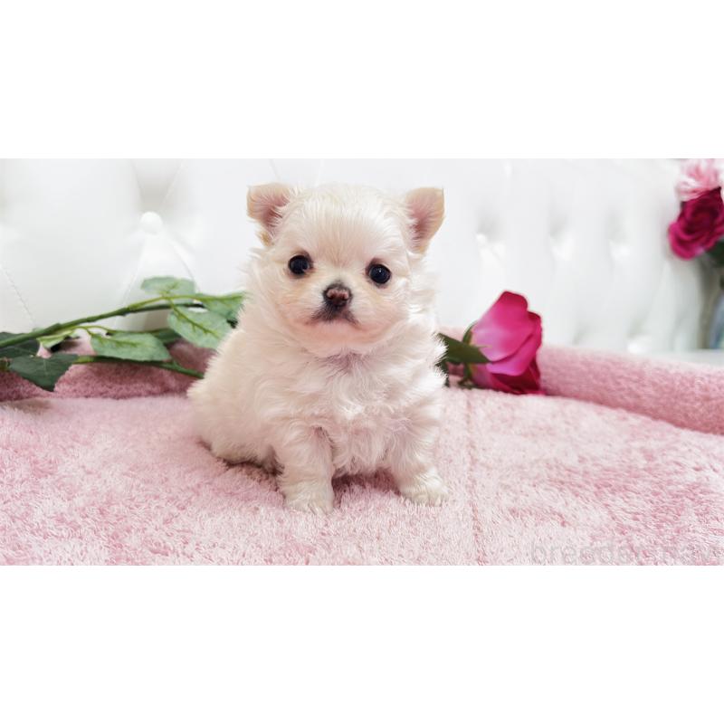 販売中の埼玉県のチワワ(ロングコート)-432340の2枚目